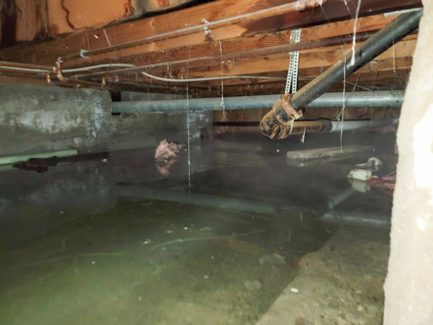 Best Water damage contractors near me  in Waite Park, MN